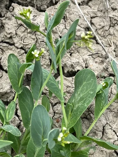 Hare's-ear Mustard