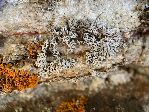 slender rosette lichen