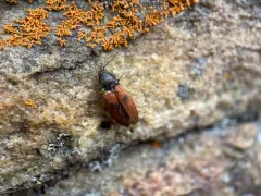 Anostirus bipunctatus thumbnail 3