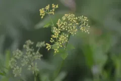 Chapman's meadow-parsnip thumbnail 3