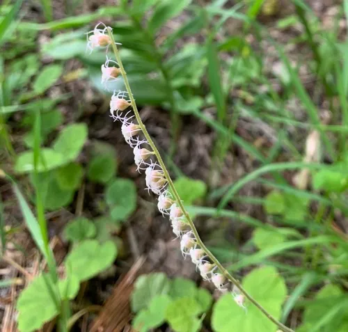 Smallflower Miterwort