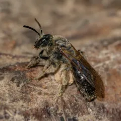 Rugose Mining Bee thumbnail 2