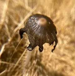 flocculose inkcap thumbnail 2