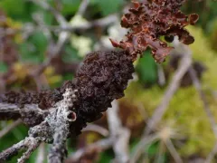 Gabura insignis thumbnail 1