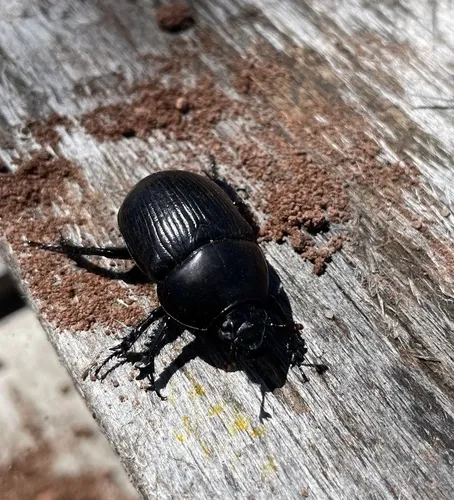 Common Dor Beetle