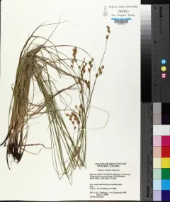 Delicate Quill Sedge thumbnail 3