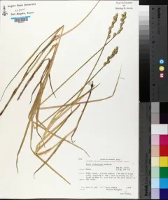 blunt broom sedge thumbnail 3