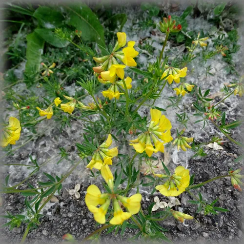 narrow-leaf bird's-foot trefoil