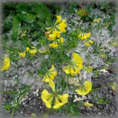 narrow-leaf bird's-foot trefoil thumbnail 1