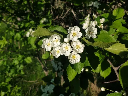 Miss Jones' hawthorn