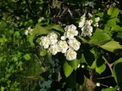 Miss Jones' hawthorn thumbnail 1