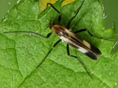 Chasmatonotus fascipennis thumbnail 2