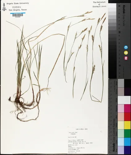 pretty sedge