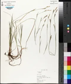 pretty sedge thumbnail 1