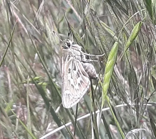 Uncas Skipper