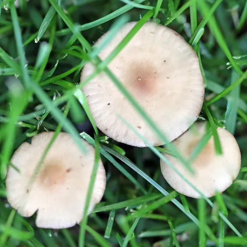 Mower's Mushroom