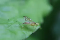 Strauzia vittigera thumbnail 1