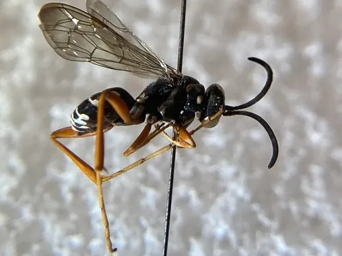 Ceropales longipes