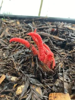 devil's-fingers thumbnail 2