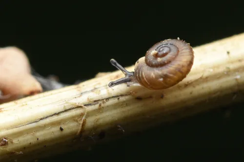Western Flat-whorl