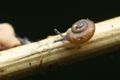 Western Flat-whorl thumbnail 1