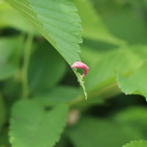 Rice Root Aphid