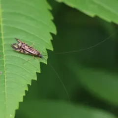 Zebra Caddisfly thumbnail 2