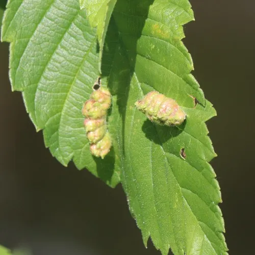 Elm Cockscomb Aphid
