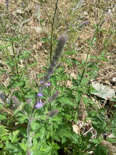 western vervain