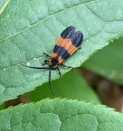 Banded Net-winged Beetle thumbnail 1