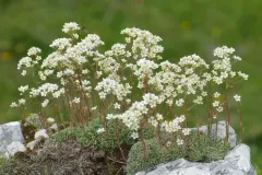 Livelong Saxifrage thumbnail 5