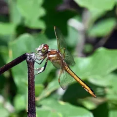 Golden-winged Skimmer thumbnail 2