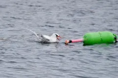 Red-billed Tropicbird thumbnail 2
