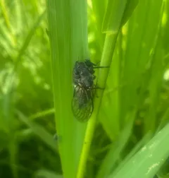 Salmonfly Cicada thumbnail 4