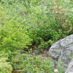 Western Tanager thumbnail 4