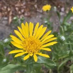 Puget sound gumweed thumbnail 2