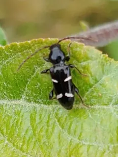 sequoia cone borer thumbnail 1