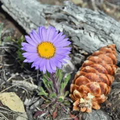 Parry's Townsend-daisy thumbnail 4