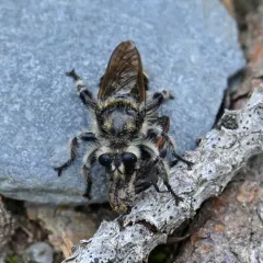Laphria cinerea thumbnail 1