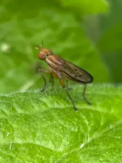 Tetanocera melanostigma thumbnail 1