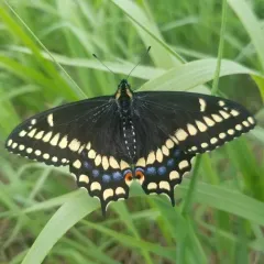 Short-tailed Swallowtail thumbnail 2