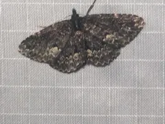Waved Black thumbnail 2