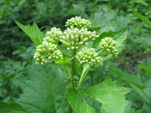 Great Indian Plantain