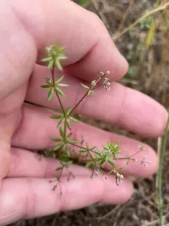 Wall Bedstraw thumbnail 2