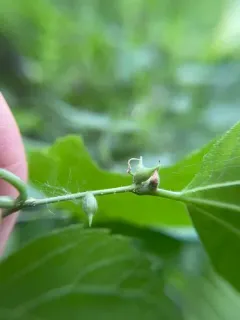 Hackberry Tenpin Gall Midge thumbnail 3