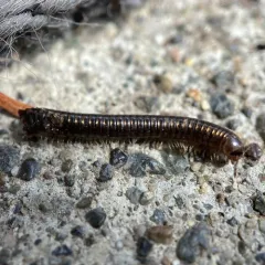 Cylindroiulus caeruleocinctus thumbnail 3
