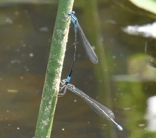 Turquoise Bluet