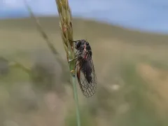 Neoplatypedia constricta thumbnail 2