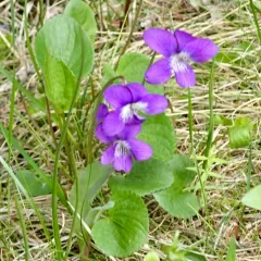 northern bog violet thumbnail 2