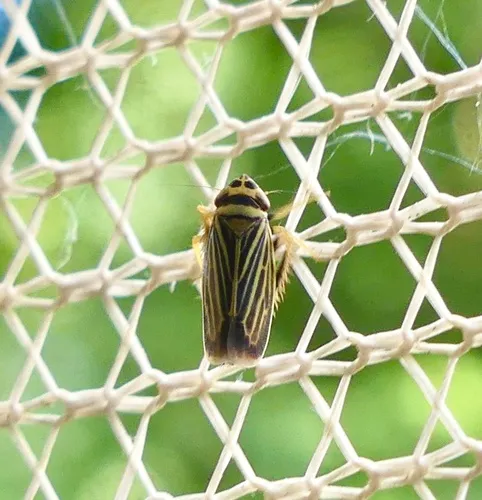 Amblysellus curtisii
